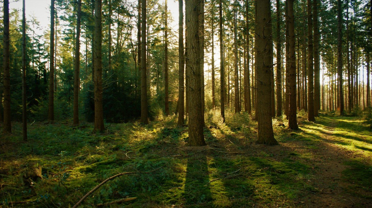 Vlastníte les, který je poškozován toxickými látkami? Domáhejte se náhrad škody