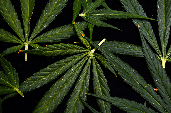 Novela vyhlášky o stanovení seznamu látek, které lze použít pro přípravu léčivých přípravků