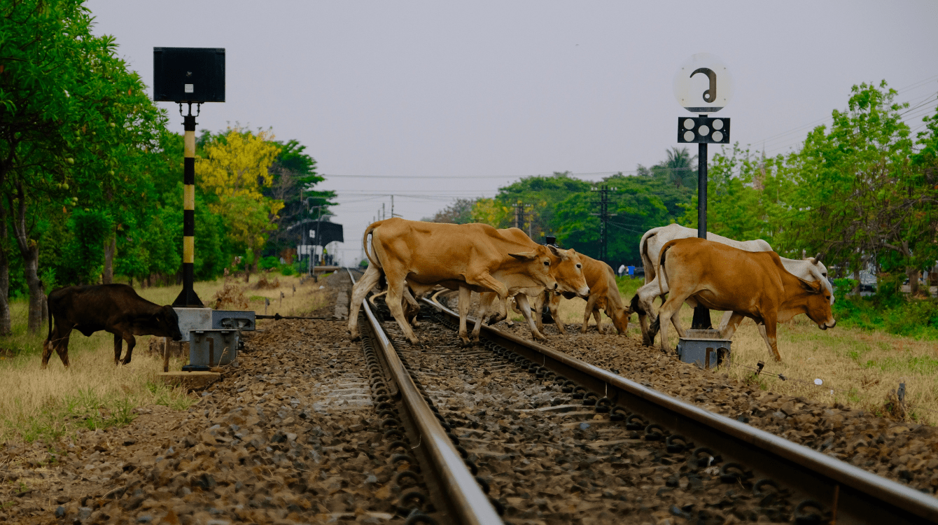 NS: Chovatel nemusí drahám platit škodu po srážce vlaku se zatoulanou krávou