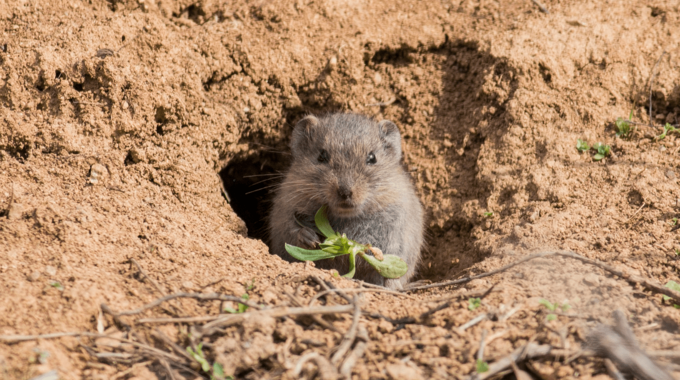 Nebezpečnost zvířete jako předpoklad vzniku odpovědnosti za škodu