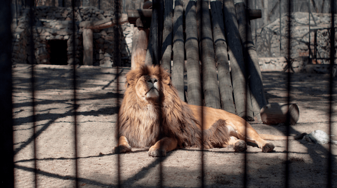 Útěk lva ve Zvoli odhalil mezery v kontrolách chovů nebezpečných zvířat