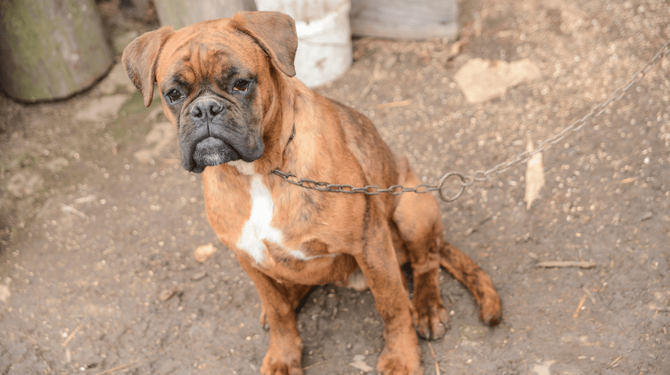 V čem spočívá „nový“ zákaz uvazování psů a do jaké míry je vlastně nový?