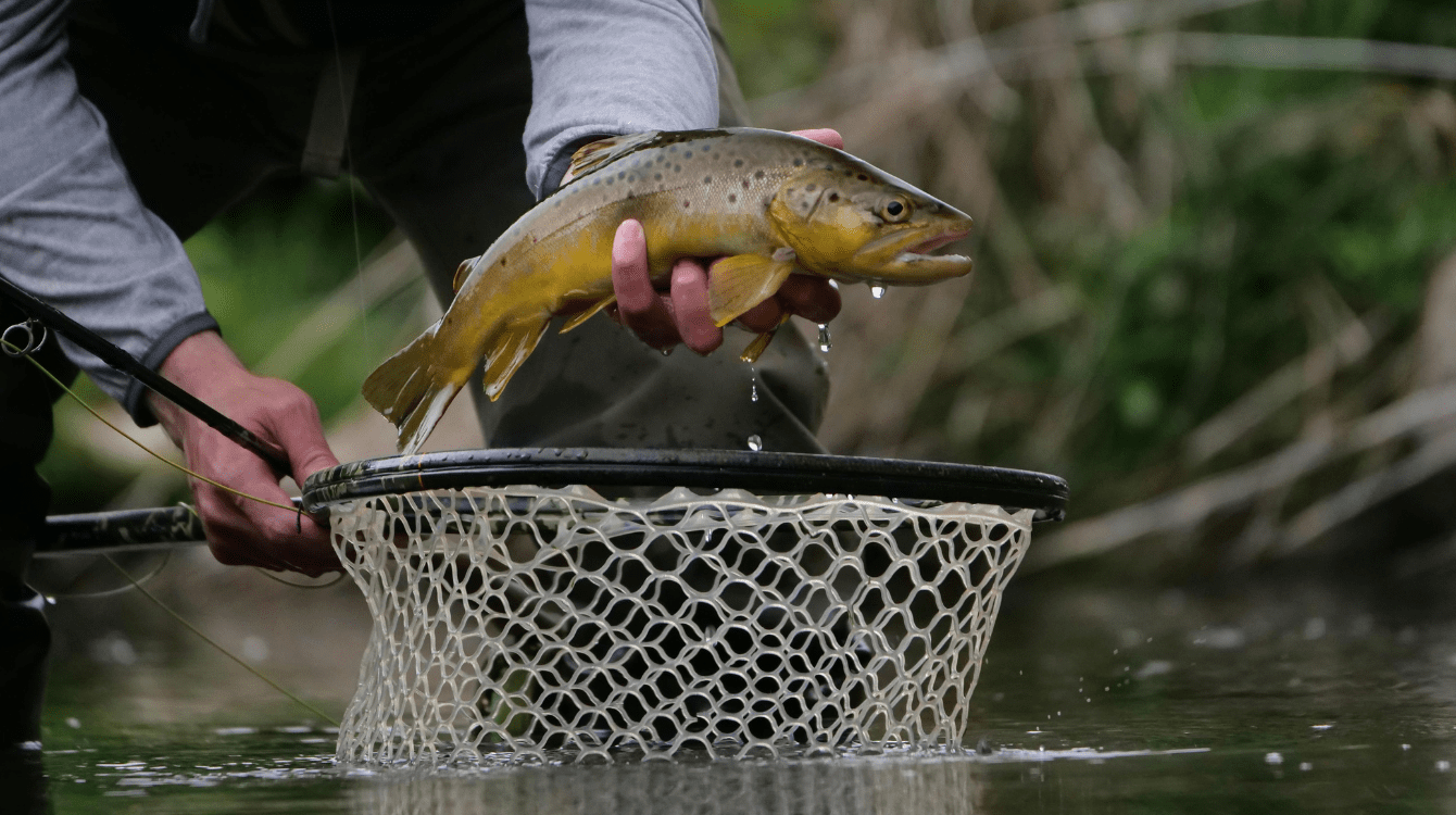 Zvláštní povolenky k lovu – univerzální možnost zarybařit si?