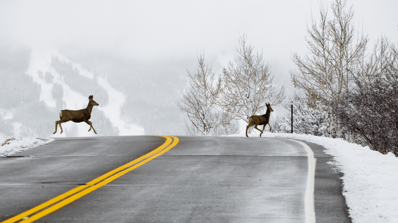Rizikové období je tu: u odškodnění za srážky se zvěří hraje velkou roli připojištění