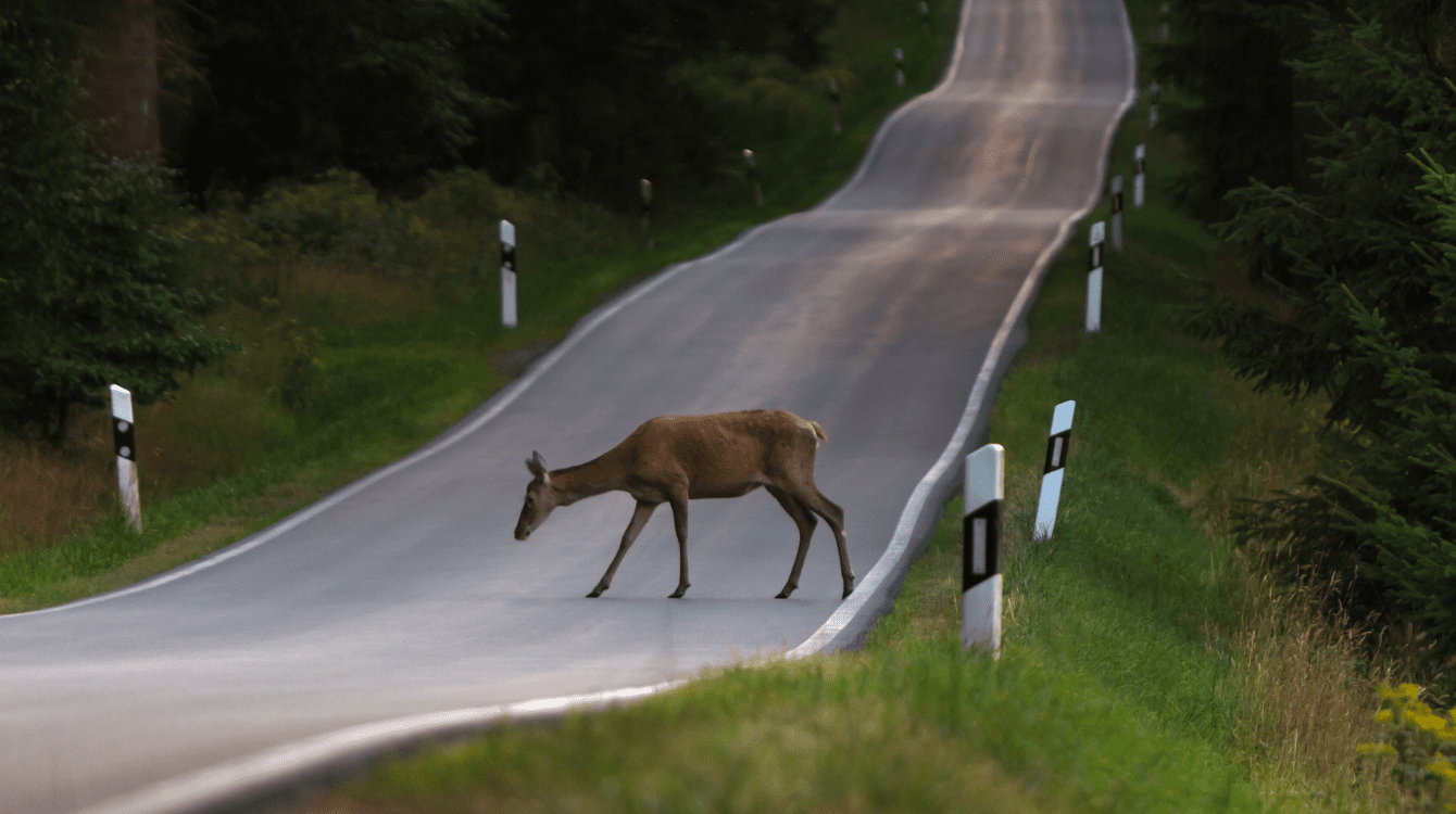 Veřejnoprávní následky užití zvukového výstražného znamení motorového vozidla na zvířata
