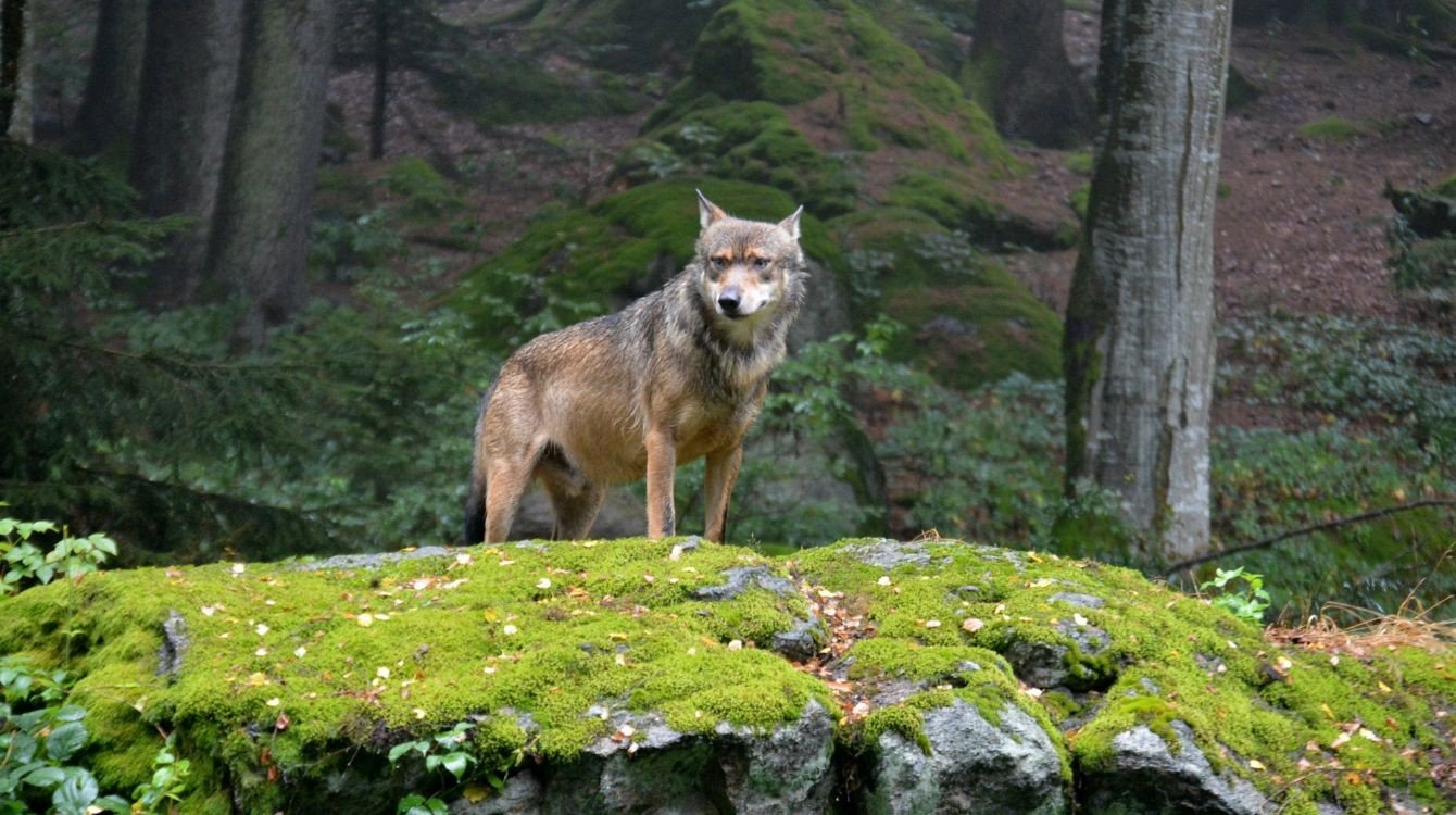 Novela vyhlášky stanovící podmínky a způsob poskytování finanční náhrady za újmu vzniklou omezením zemědělského hospodaření