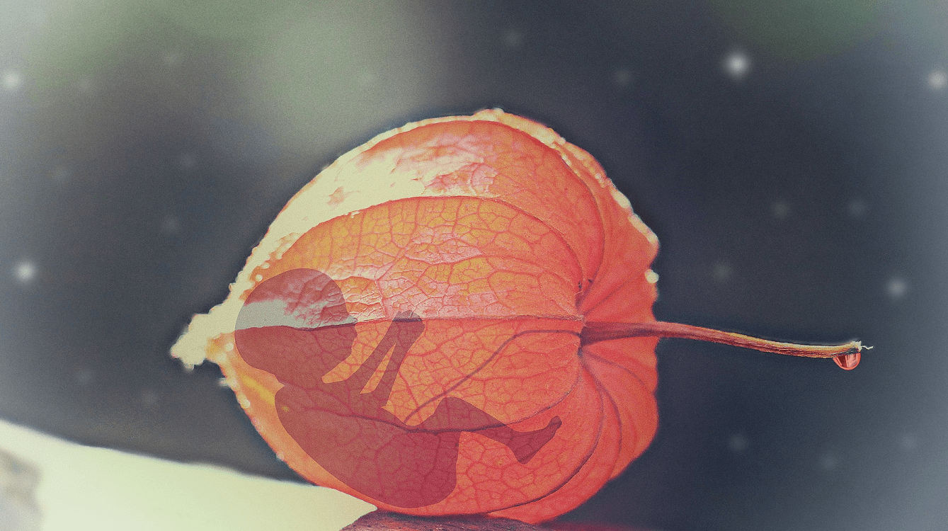 Vajíčko, spermie nebo embryo od zemřelého dárce při asistované reprodukci