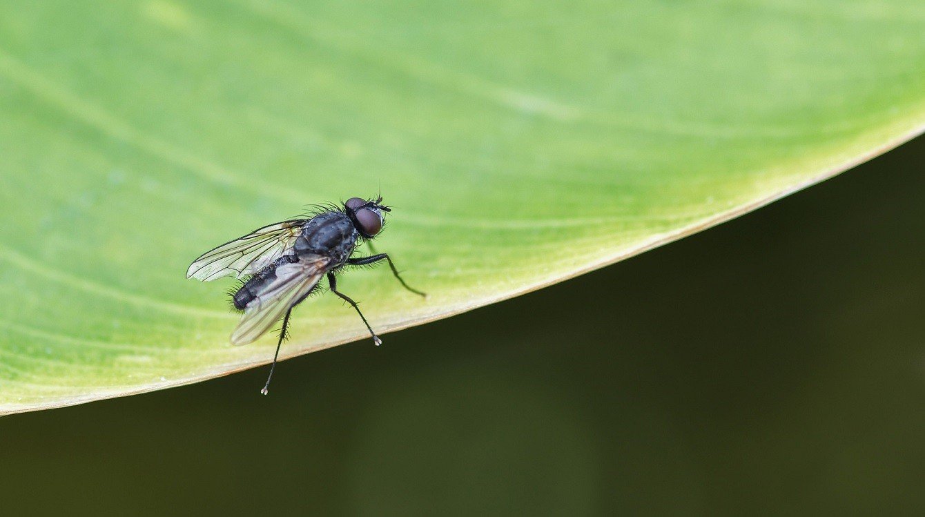 Postavení zástupců hmyzí říše v občanském zákoníku