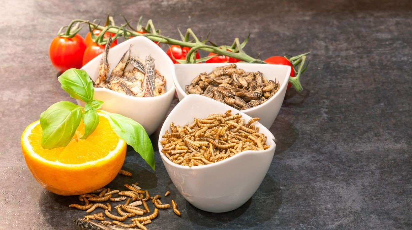 Právní regulace užití hmyzu v potravinách