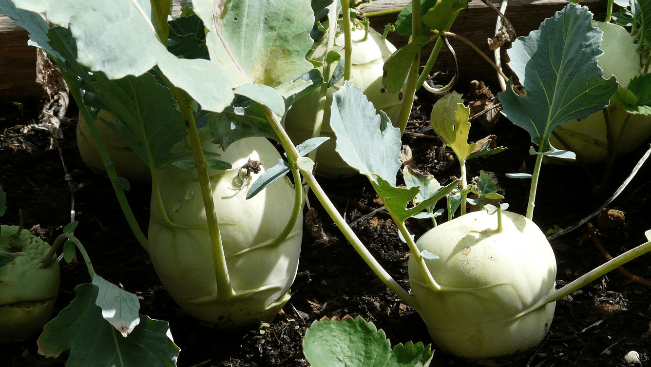 Je kedluben vysokocenná plodina?