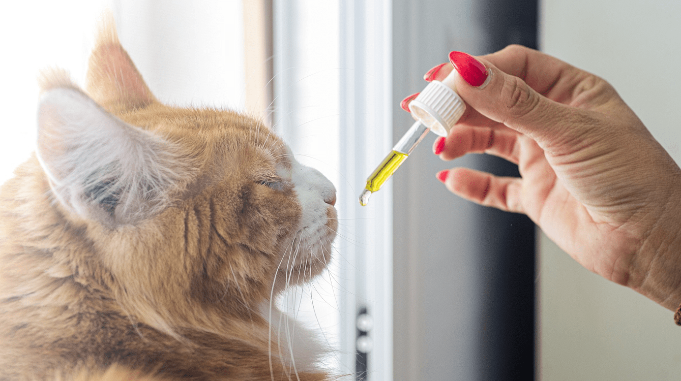 Vyhláška o správné veterinární klinické praxi