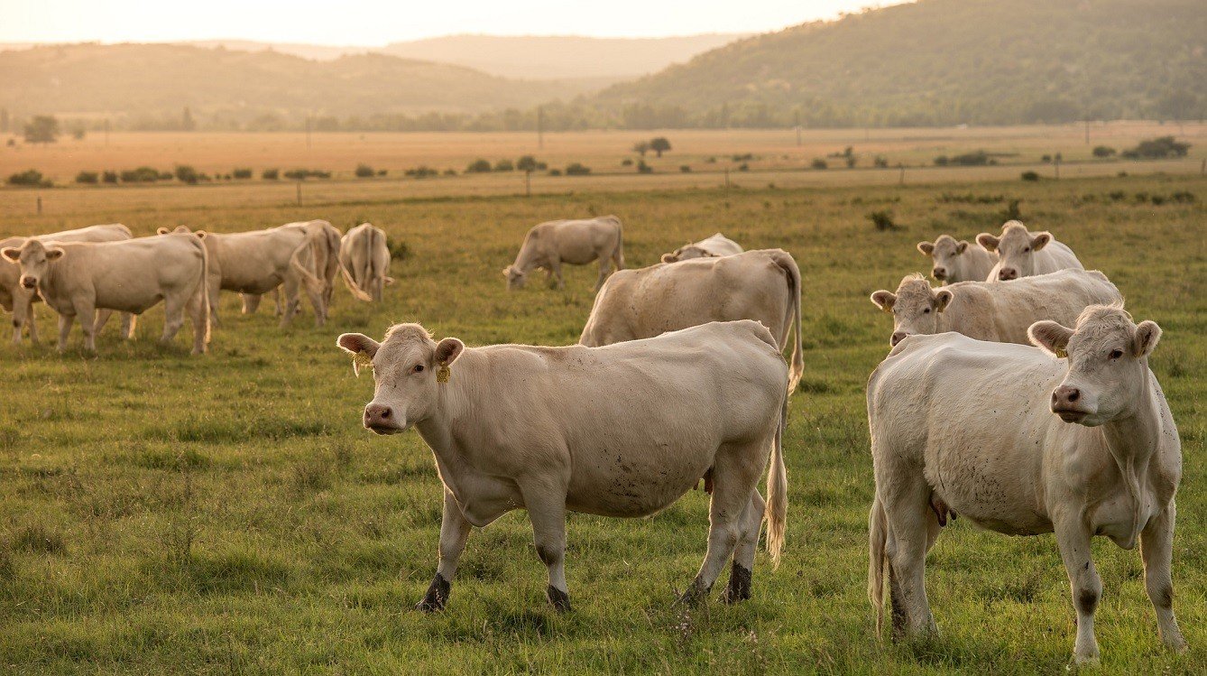 Soud uznal vinným zástupce farmy z týrání zvířat, dostal podmíněný trest