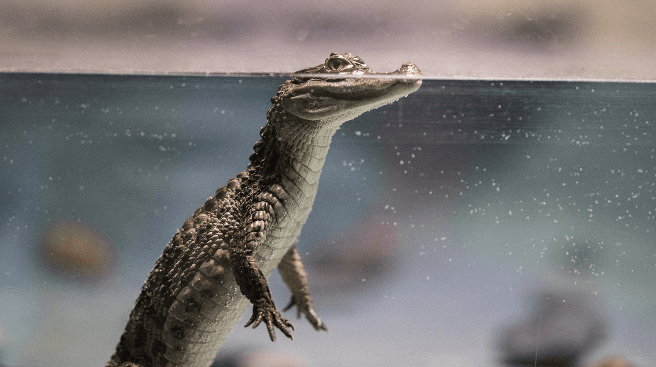 Vyhláška o ochraně druhů zvířat vyžadujících zvláštní péči