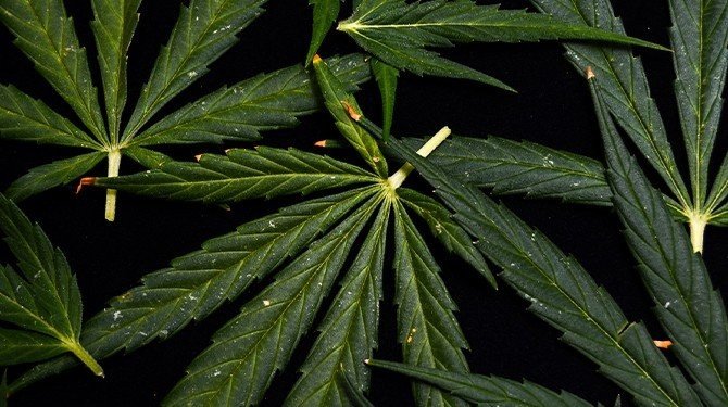 Závaznost společného postoje Rady EU