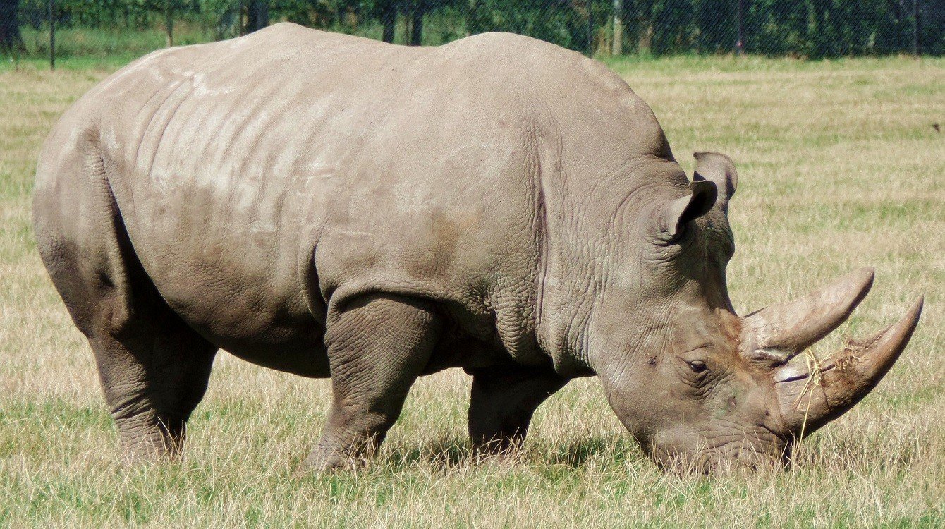 Za nelegální obchod s nosorožčími rohy uložil soud 15 lidem podmínky