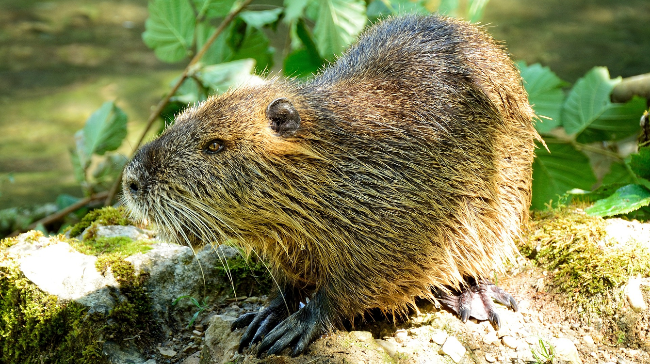 Vyhláška o stanovení druhů živočichů vyžadujících regulaci