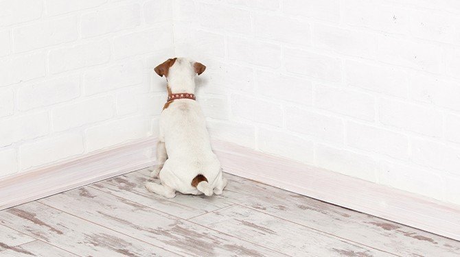 Zákon na ochranu zvířat proti týrání v praxi