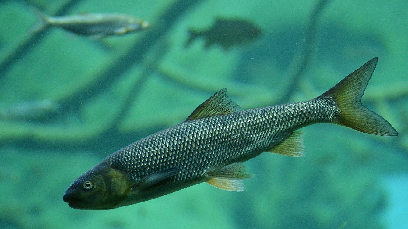 Nařízení o vybraných nepůvodních druzích ryb