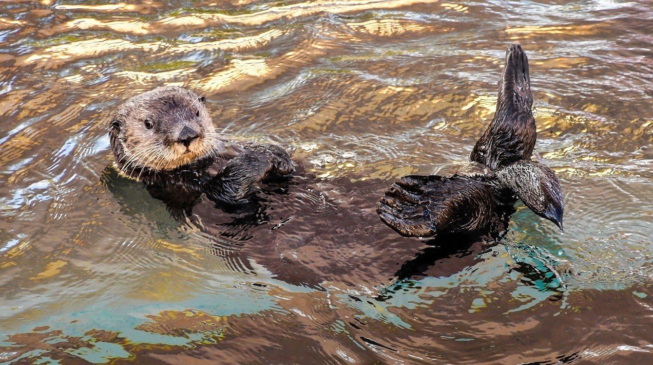 Vyhláška o způsobu výpočtu výše škod způsobených vybranými zvláště chráněnými živočichy