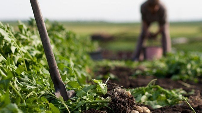 Přichází rozmach rodinných farem?