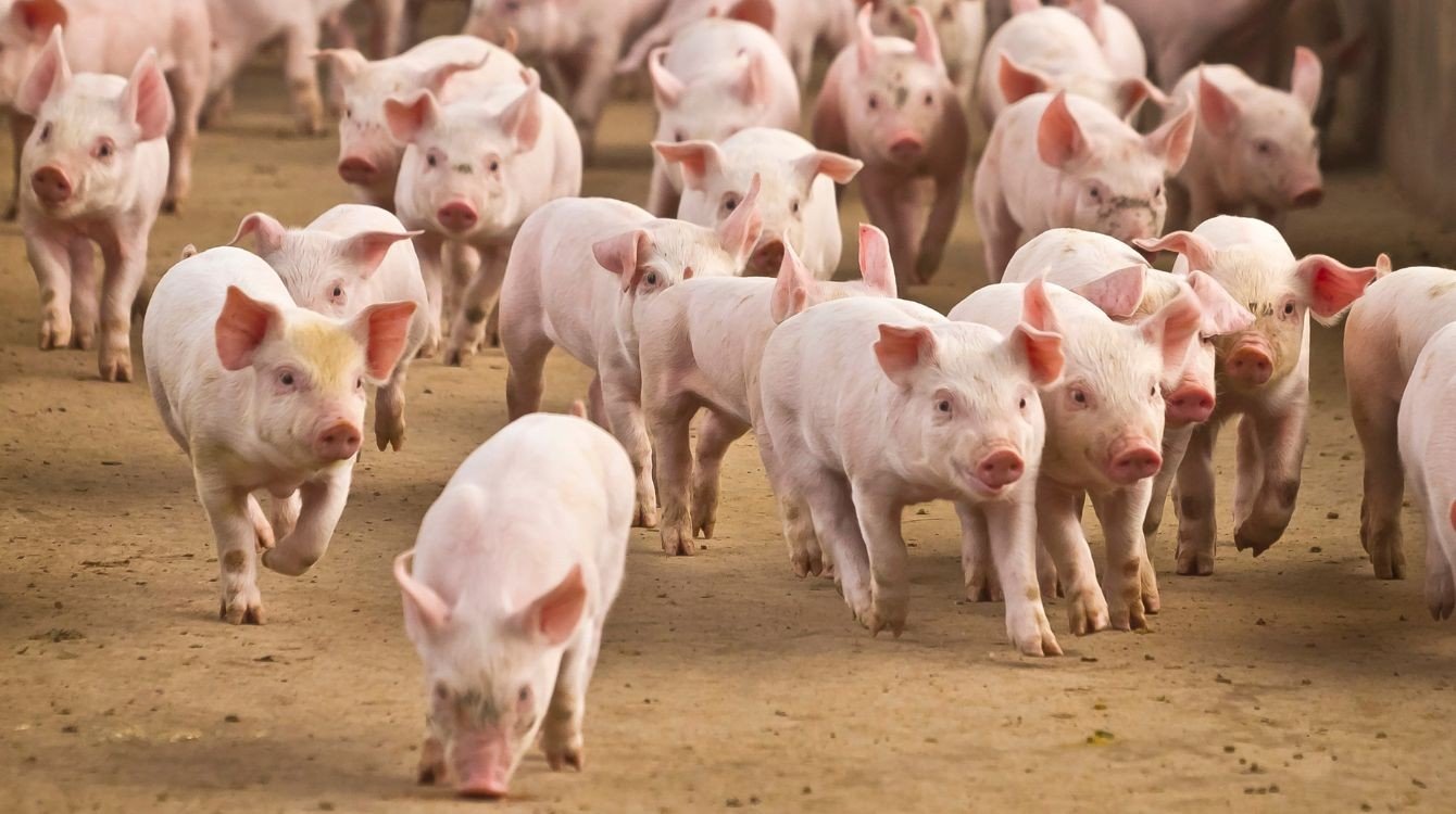 Novela nařízení o stanovení podmínek provádění opatření zvýšení obranyschopnosti v chovu prasat vakcinací a o stanovení podmínek provádění opatření dobré životní podmínky zvířat