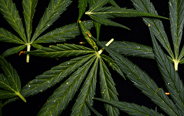 Léčebné konopí z pohledu lékárenské praxe