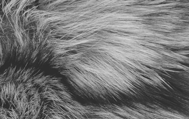 Množírny psů de lege lata