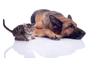 Zastřelení psa myslivcem z pohledu trestního práva