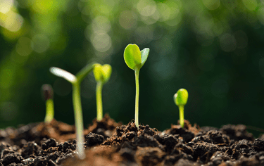 Stromy a občanský zákoník