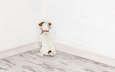 Pokousání psem a náhrada škody v trestním řízení