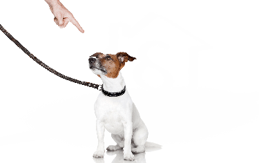 Odpovědnost za škodu způsobenou zvířetem